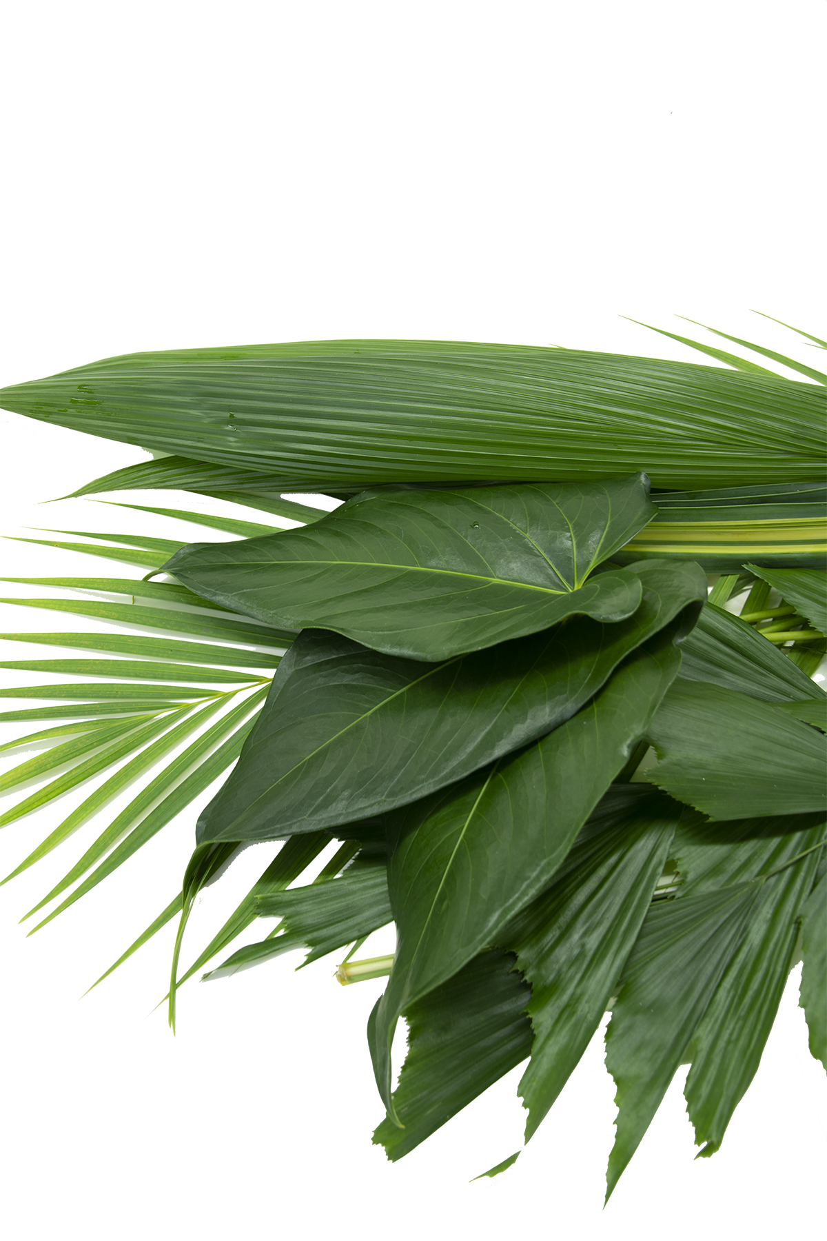 Foliage and Greenery